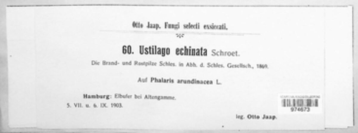 Ustilago echinata image